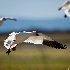 2Snow Goose (Anser caerulescens)8 - ID: 7907122 © Kiril Kirkov