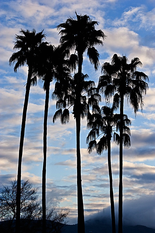 Palm Trees - Early Morning