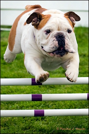 Bulldogs CAN Jump