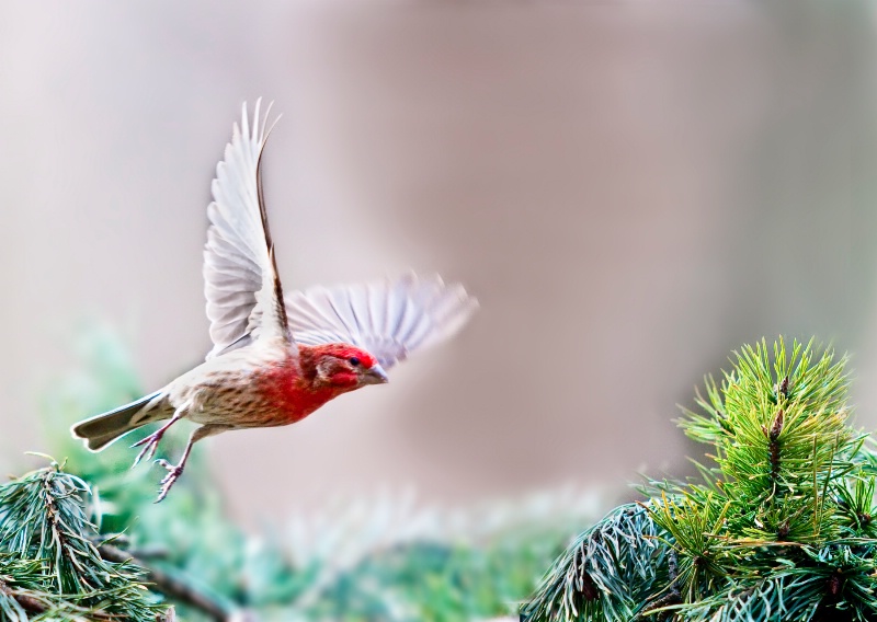 Finch in Flight