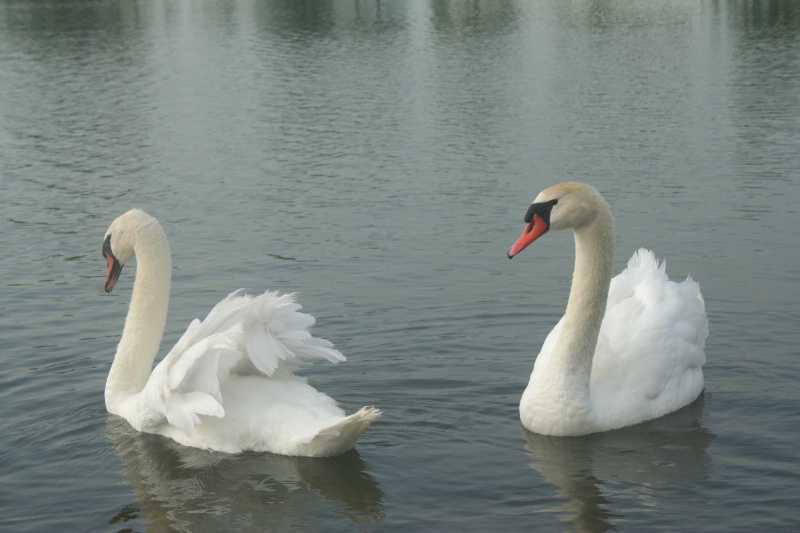 Swans at Woonsocket