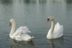 Swans at Woonsock...