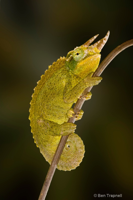 Jackson's Chameleon