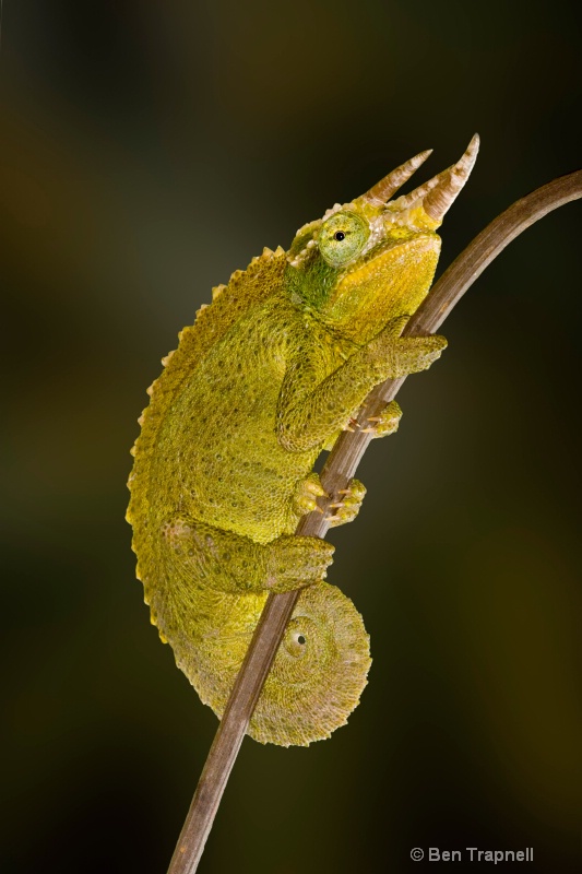 Jackson's Chameleon