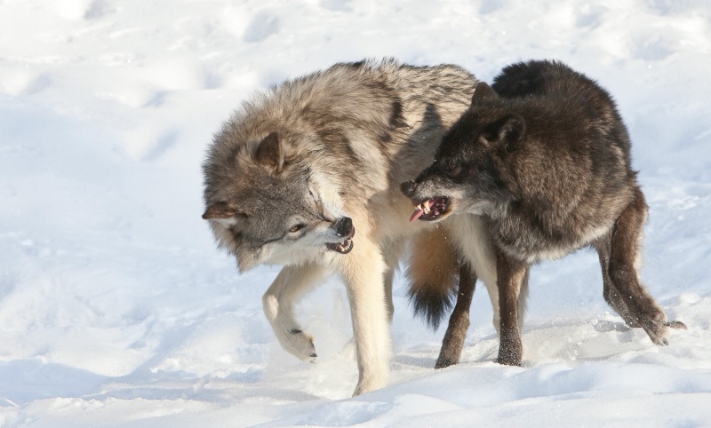 Two Male Wolves Testing Order of Pack