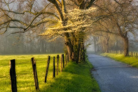 Sparks Lane Sunrise