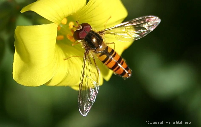 hover-fly on cape sorel
