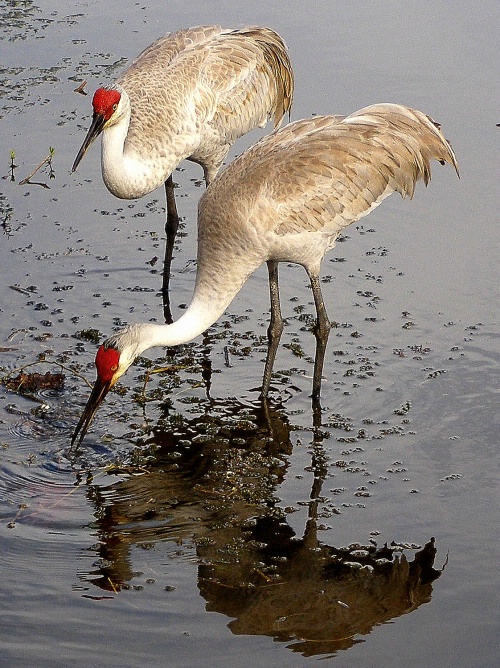 Sandhill Cranes 24