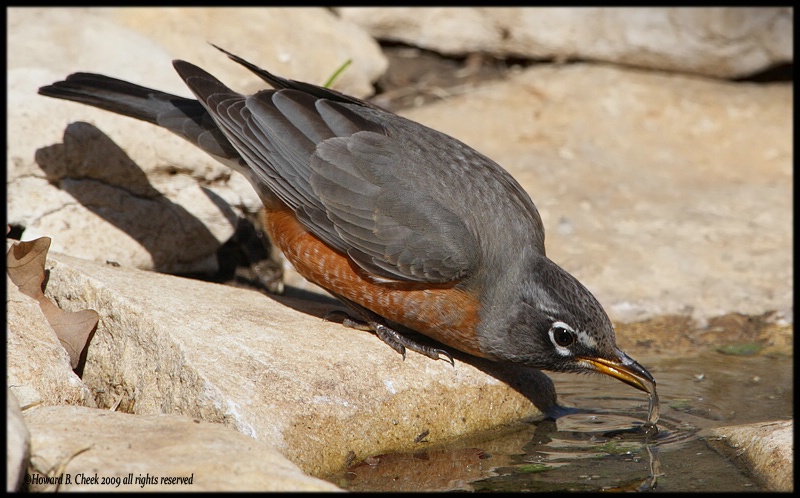 Thirsty Robin