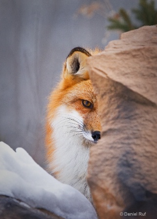 Winter Fox