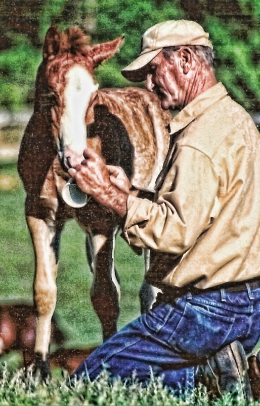 Hand feeding new colt.