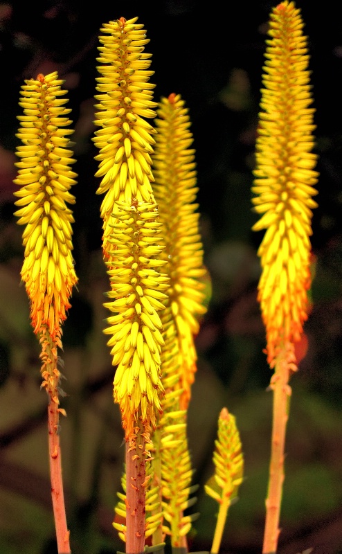 Cactus tails RW