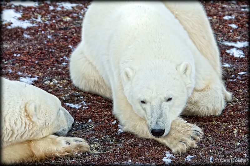 The Bears of the Tundra