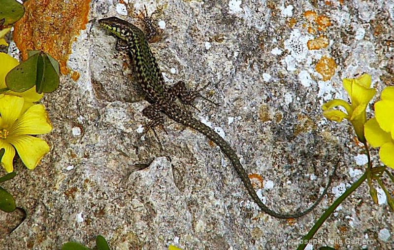 maltese lizard male: Gharb, Gozo