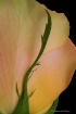 I See Beauty