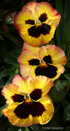 A Row of Pansies