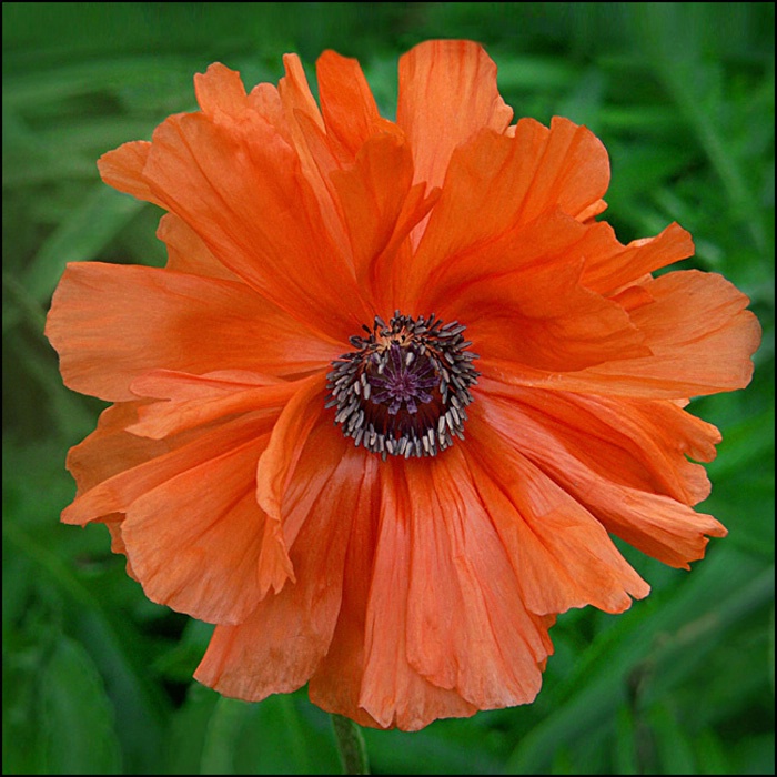 Orange Poppy on Green - ID: 7914765 © Joseph T. Dick
