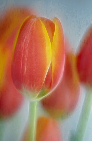 Hazy Tulips