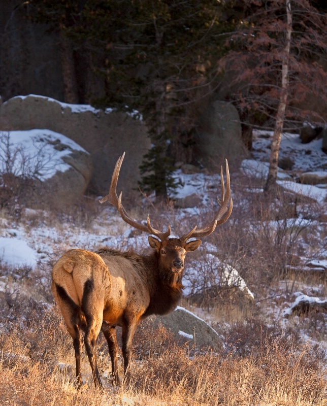 Side Lit Elk in Colorado