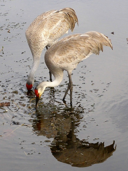 Sandhill Cranes 23