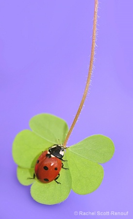 Ladybird on Clover 