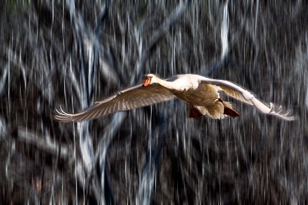 Swan in flight