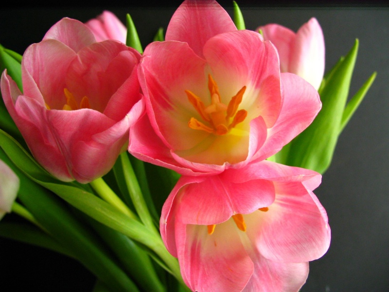 3 bright pink