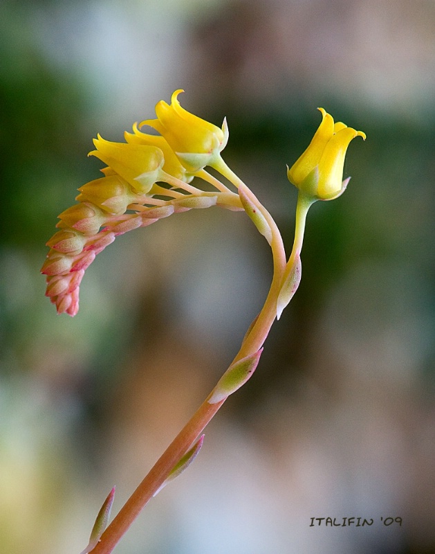 Echeveria colorata 