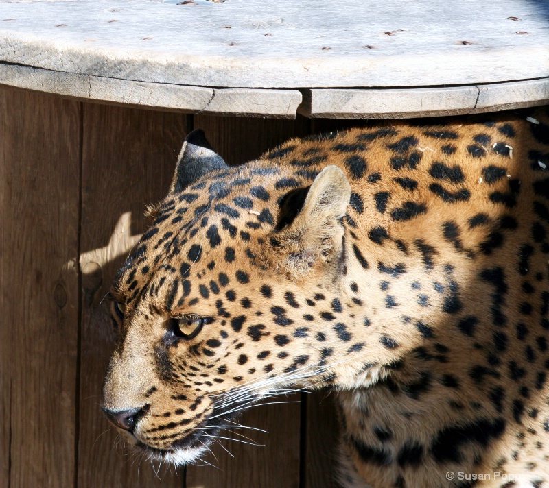 Spotted Leopard - ID: 7921718 © Susan Popp