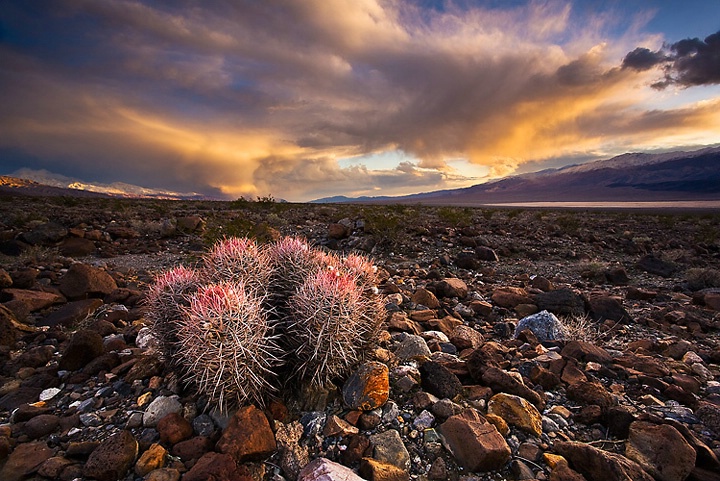 Cactus Storm