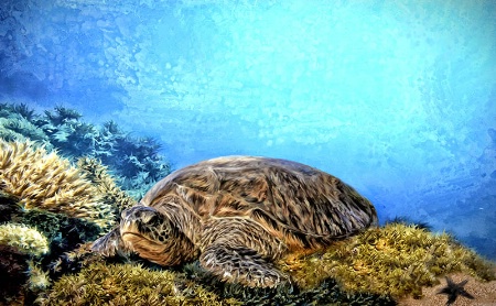 Honu At Rest