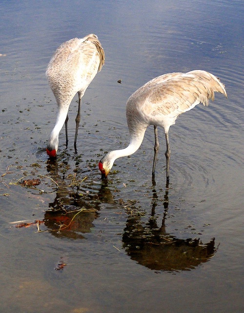 Sandhill Cranes 22