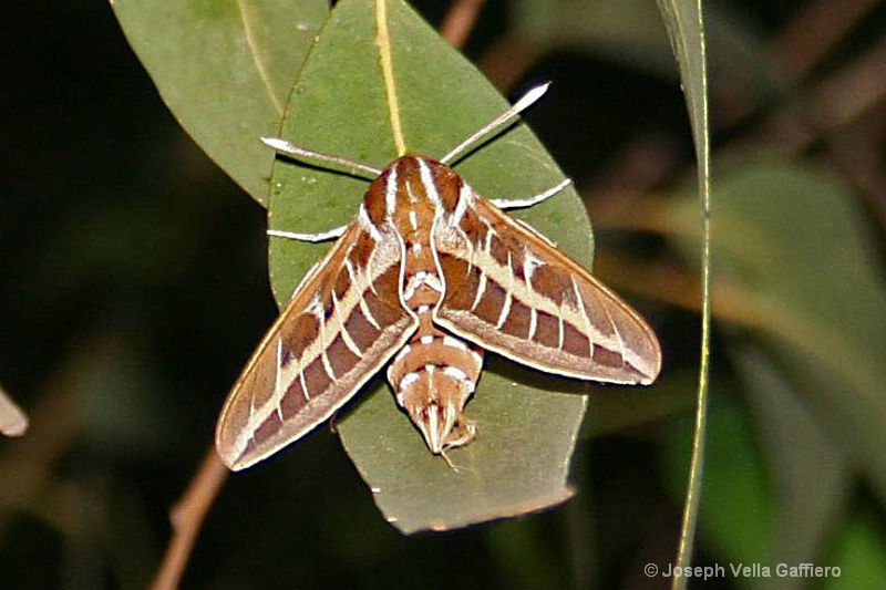 striped hawk-moth