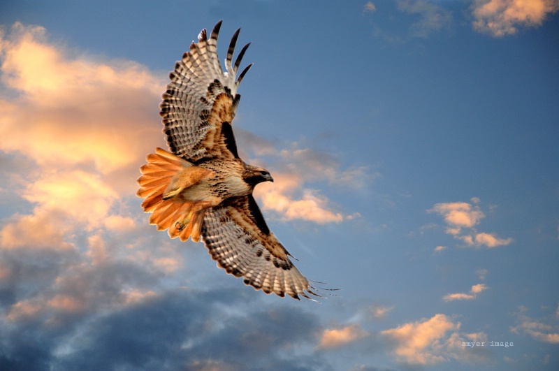 Red tail in flight