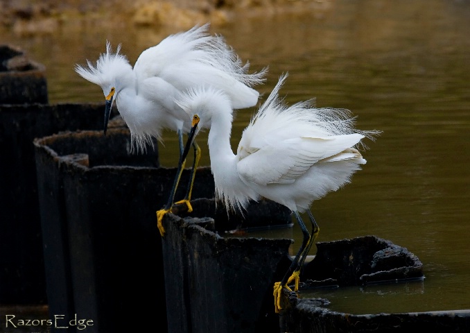 Fishing Buddies