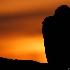 © Greg Lessard PhotoID# 7923859: Vulture Silhouette