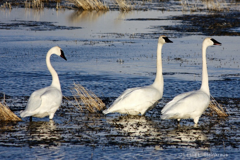 Trio......