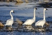 Trio......