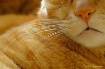 Feelers at Rest