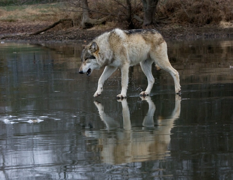 Wolf on Frozen Lake