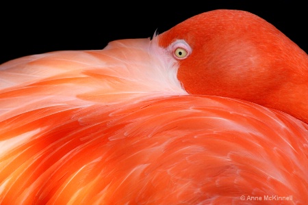 Caribbean Flamingo