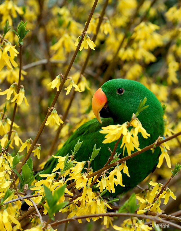 Eclectus Parrot in Forsythia 2