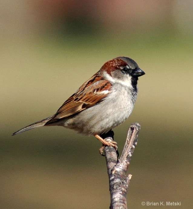 Male House sparrow