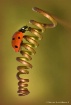 ladybird #2