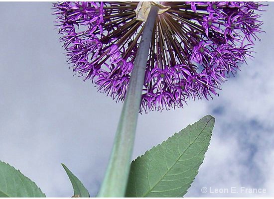 Allium - ID: 7931251 © Leon E. France