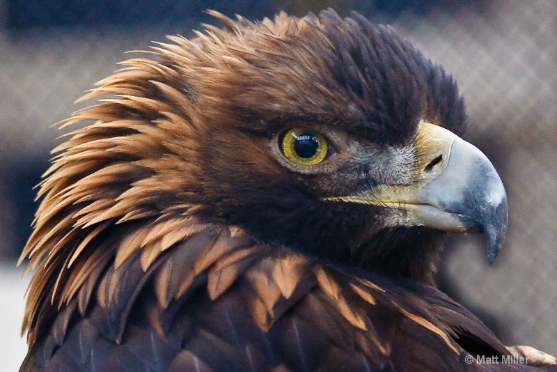golden eagle 2a