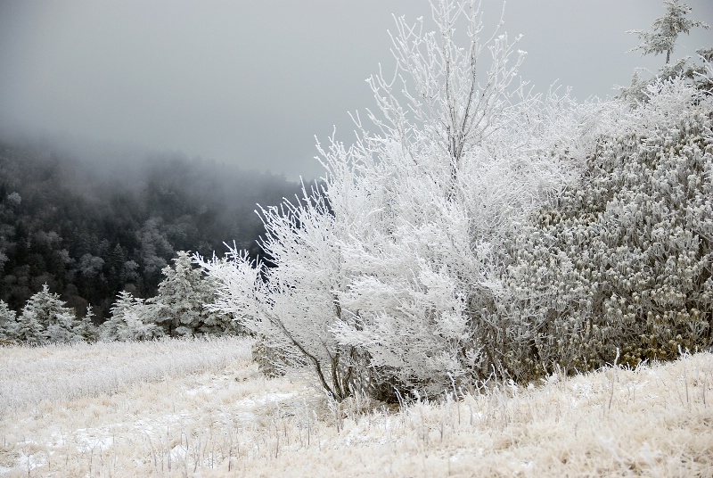 Roan Mountain Winter
