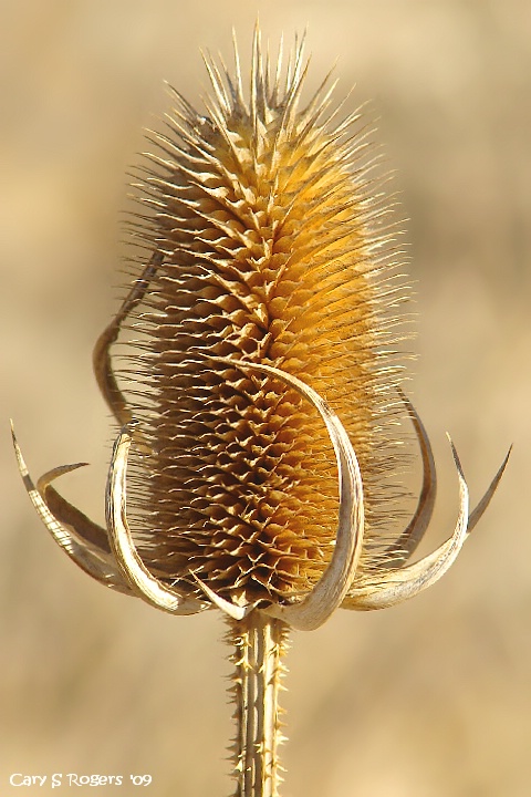 Teasel Head in Winter