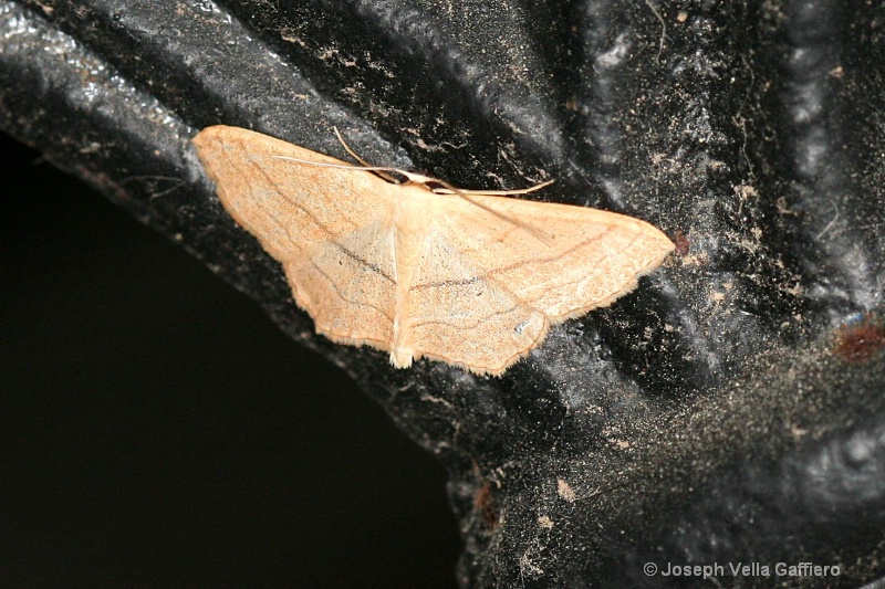 lacy moth