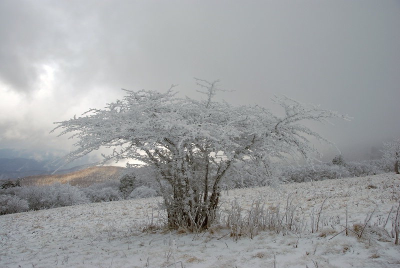 Roan Mountain